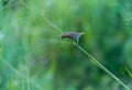 A Scaly-breasted Munia ( Lonchura punctulata ) stands on the slender grass. Royalty Free Stock Photo